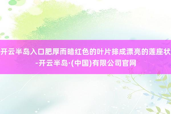 开云半岛入口肥厚而暗红色的叶片排成漂亮的莲座状-开云半岛·(中国)有限公司官网